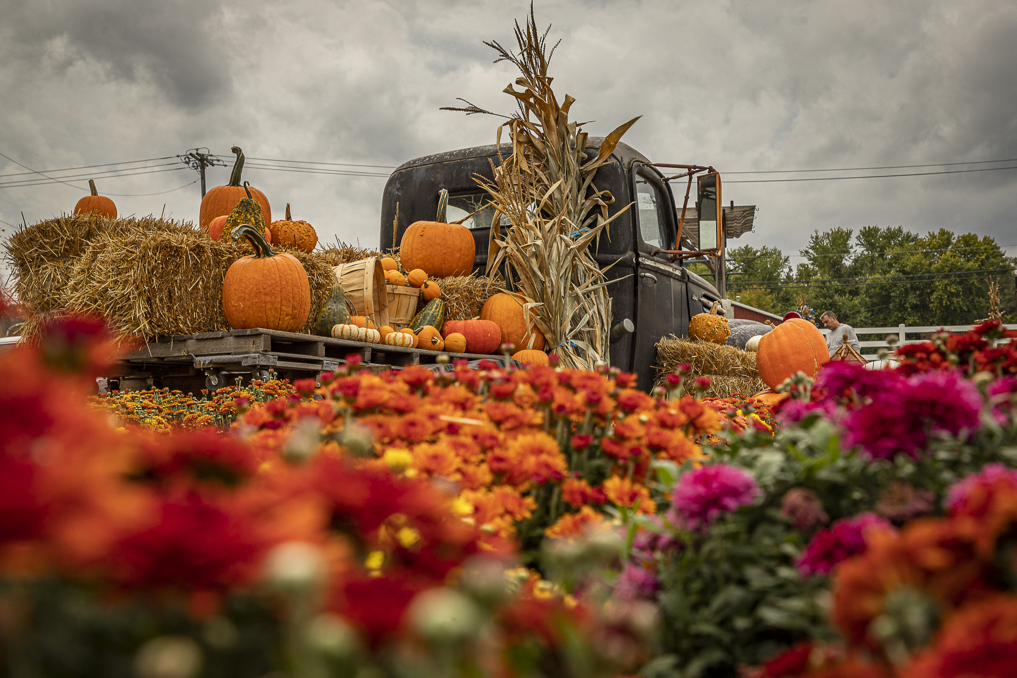 Pumpkin Patch in Huntersville North Carolina Fall Family Fun LKN Law Colorful pumpkin patch in Huntersville North Carolina with families picking pumpkins on a sunny fall afternoon